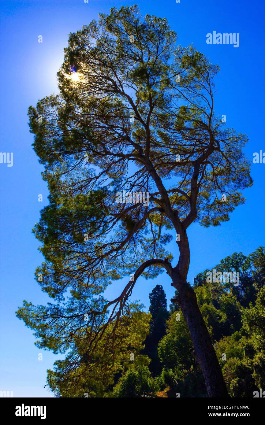 Maritime Pine curved tree, Pinus Pinaster mediterranean plant, on blue sky background. Portofino, Italy Stock Photo