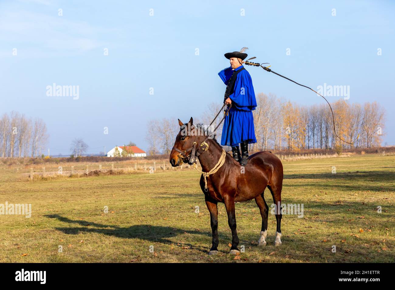 Hung Like A Horse Costume Shopping | gbu-presnenskij.ru