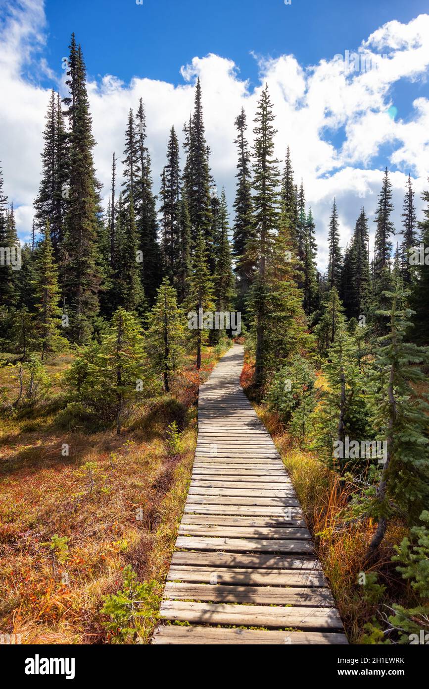 Hiking trail outdoors in Canadian nature. Sunny Fall Season Stock Photo ...