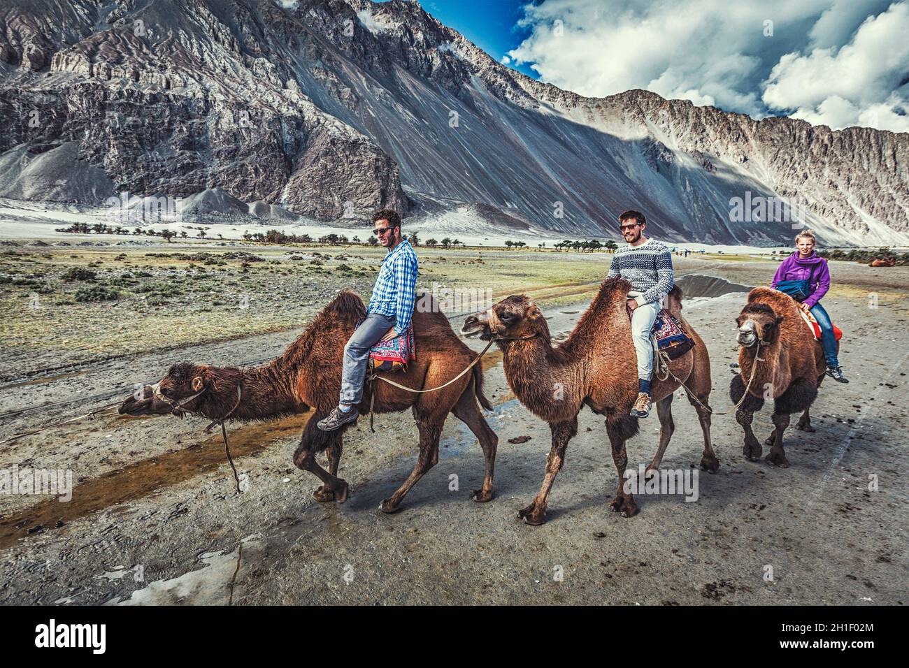 HUNDER, INDIA - SEPTEMBER 11, 2012: Western tourists riding camels in Nubra valley in Himalayas, Ladakh Stock Photo
