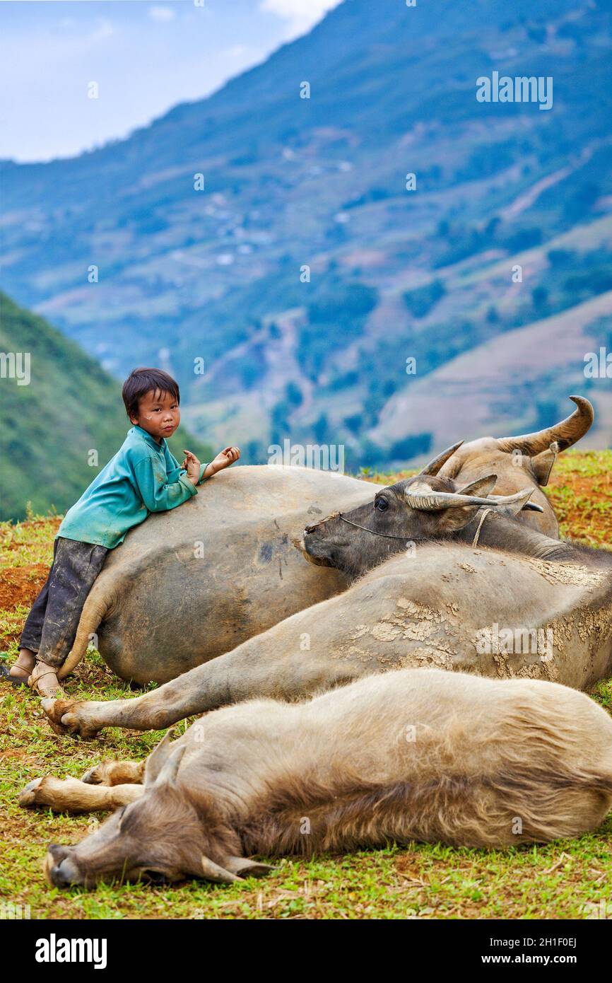 SAPA, VIETNAM - JUNE 10, 2011: Unidentified Vietnamese boy with buffaloes in Ta Van village. Though Vietnam's economic growth rate is among the highes Stock Photo