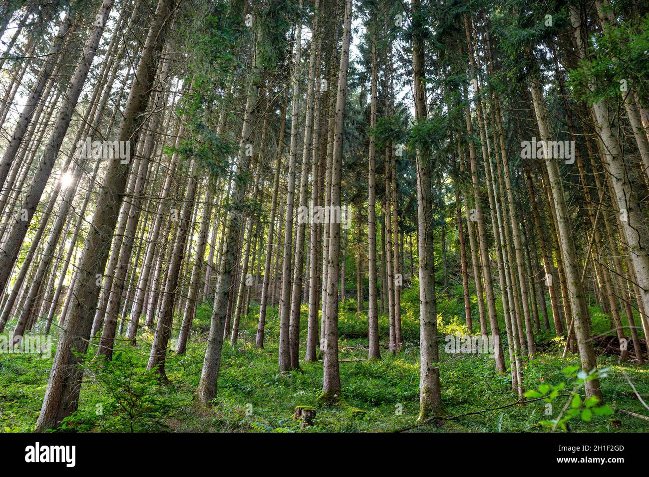Tall conifers in a dense forest, view upwards of tree trunks, in the autumn season. Stock Photo