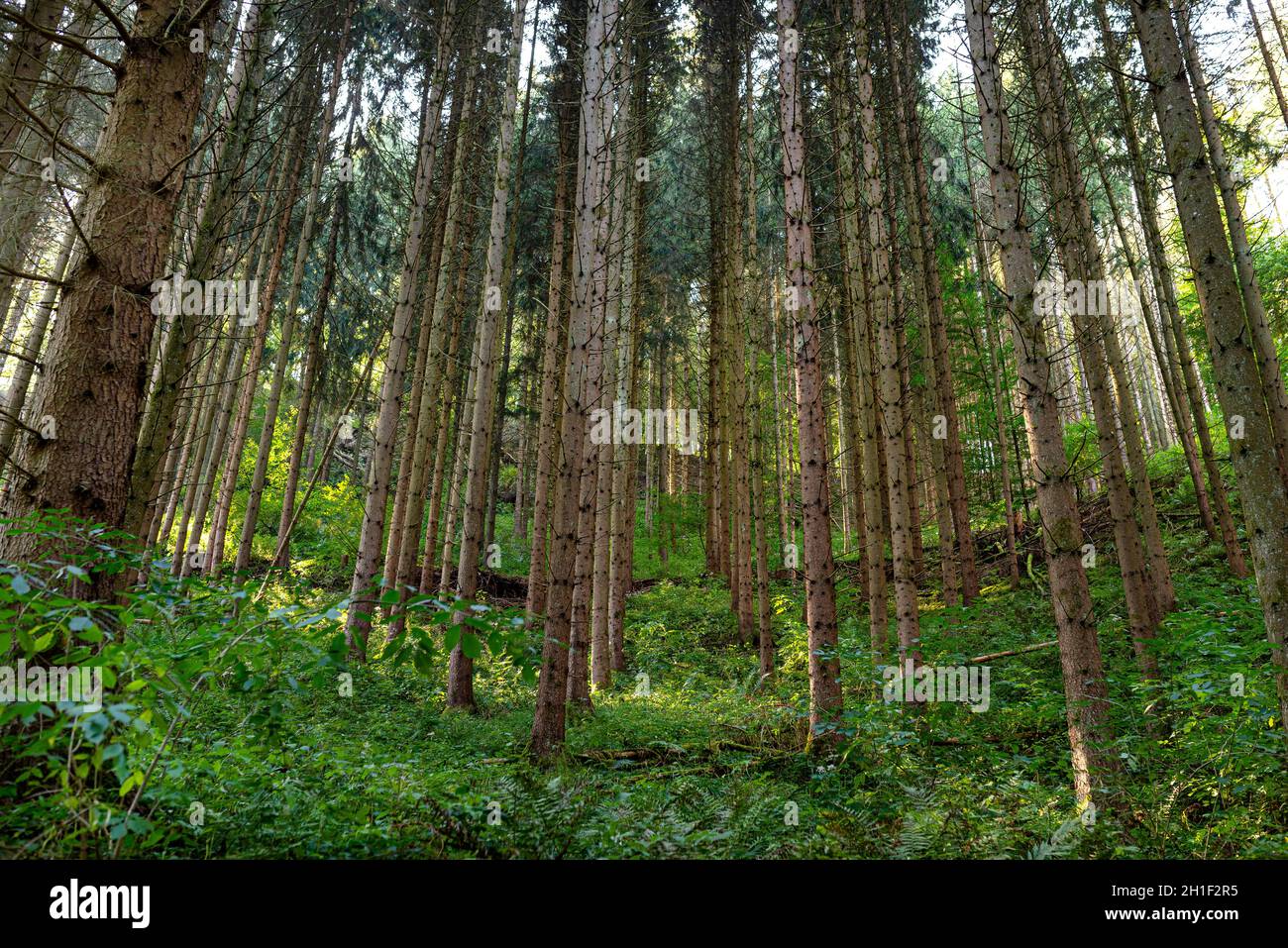Tall conifers in a dense forest, view upwards of tree trunks, in the autumn season. Stock Photo