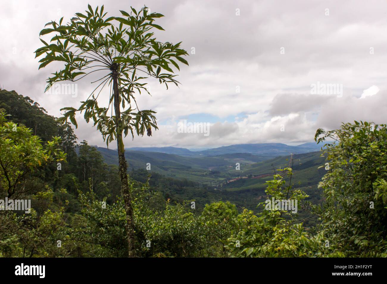 Wolkberg view wiew with a grey cabbage tree sapling Stock Photo