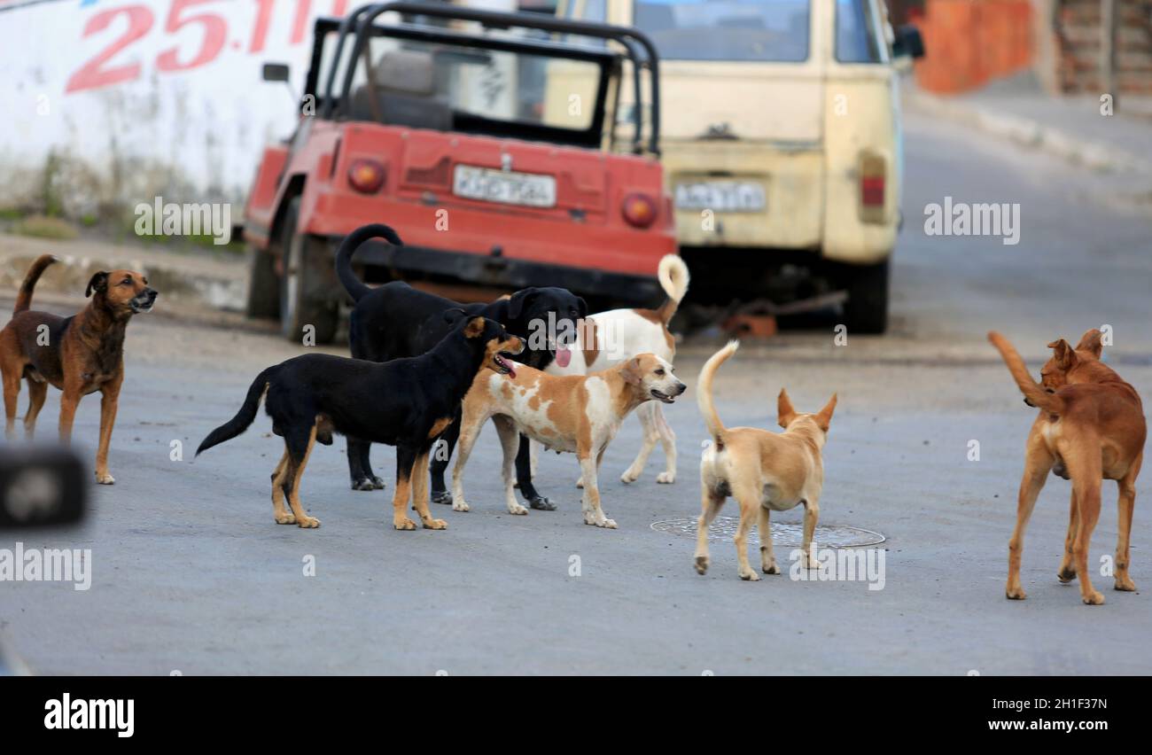 Dog in heat hi res stock photography and images Alamy