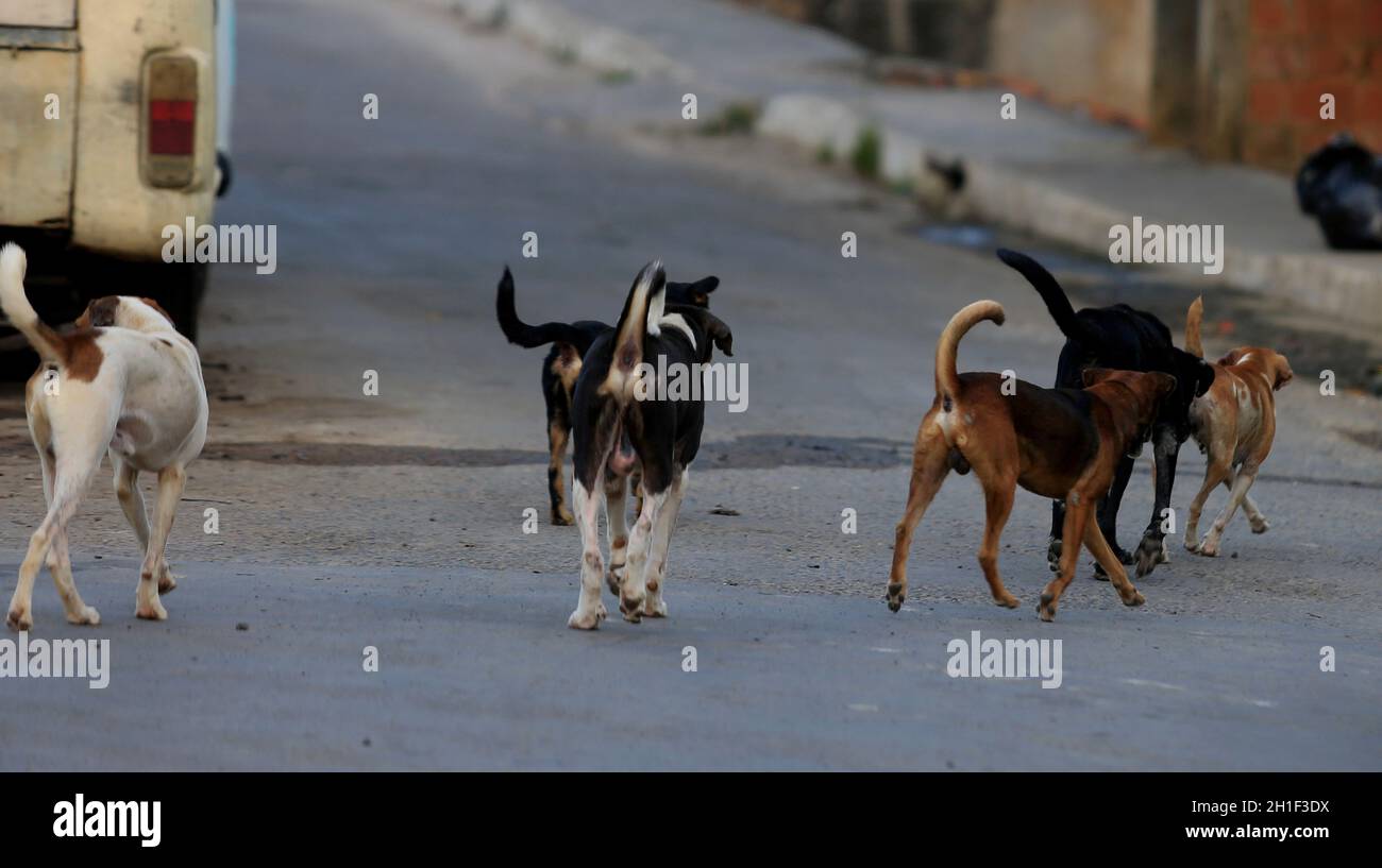 Walking female dog in cheap heat