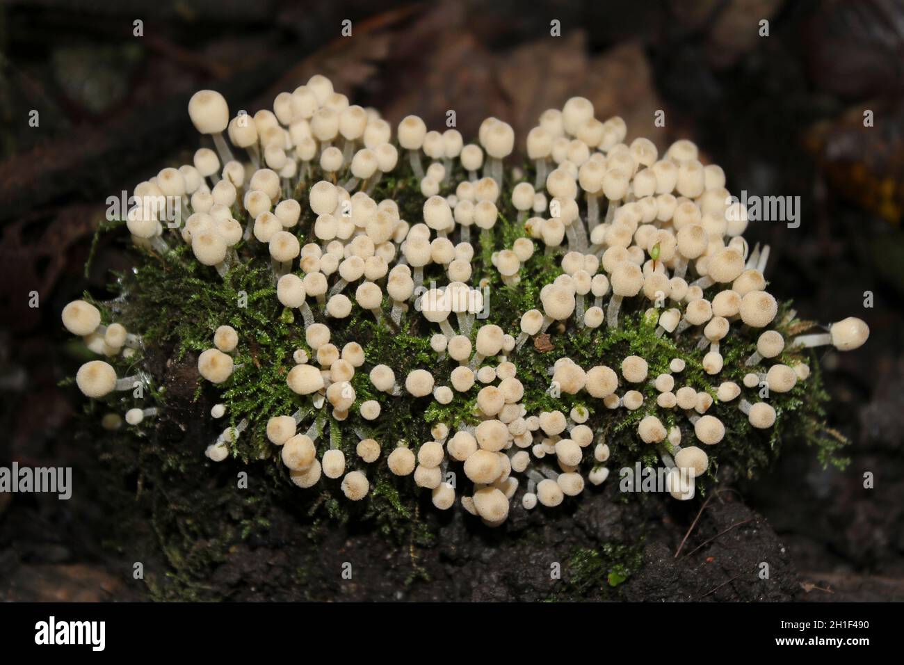 Young Fairies Bonnets Fungi Coprinellus disseminatus a.k.a. Trooping Crumble Cap Stock Photo