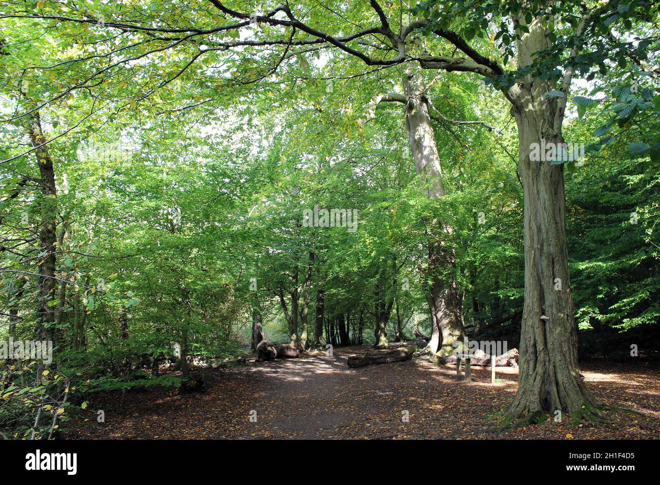 Trail Through Broad-leaved Woodland At Dibbinsdale Nature Reserve, Wirral, UK Stock Photo