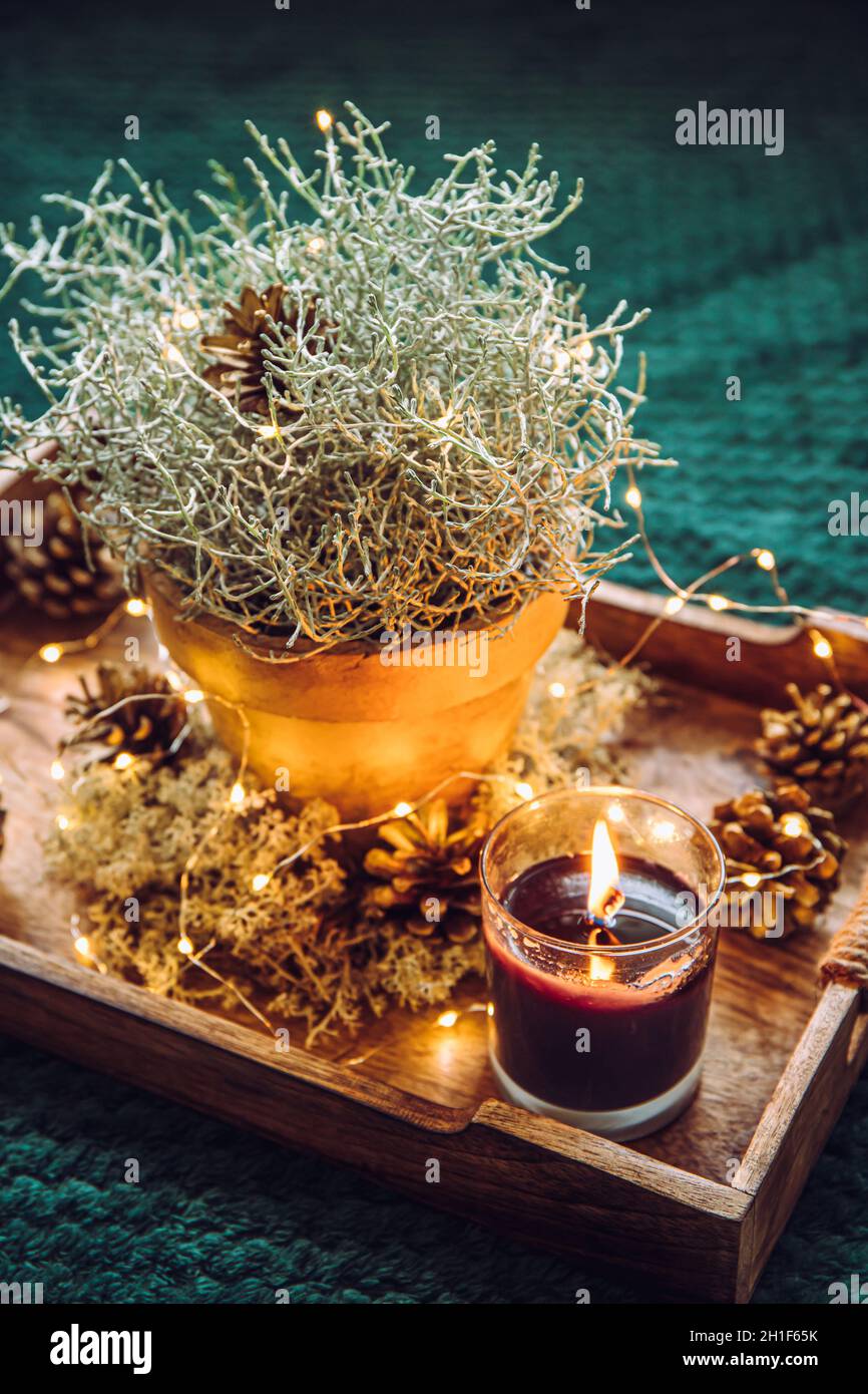 Decorative Silver color Cushion bush, Calocephalus brownii or