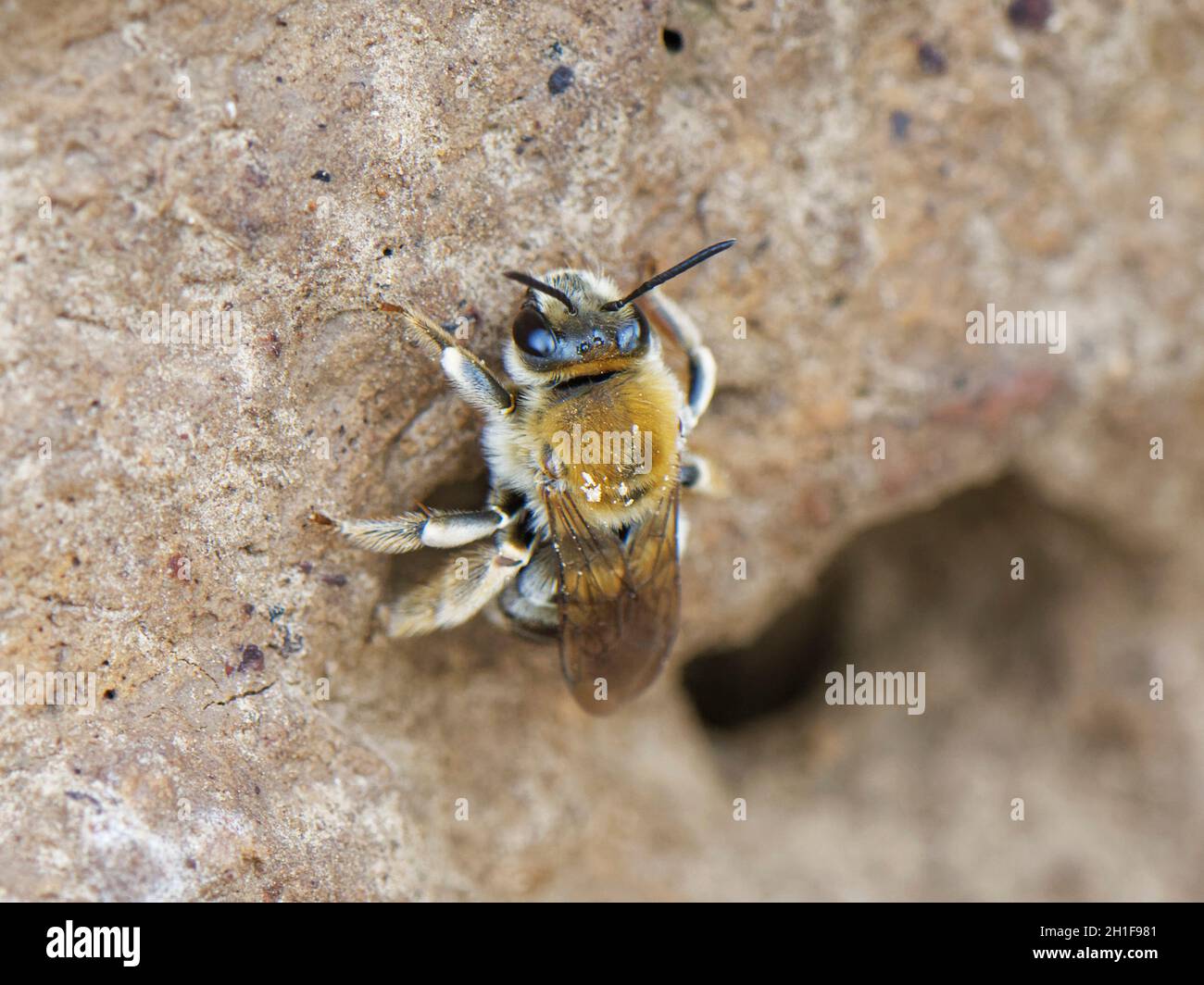 Long-horned bee (Eucera longicornis) female, a rare species in the UK, near its nest site on sandy cliffs, The Lizard, Cornwall, UK, June. Stock Photo
