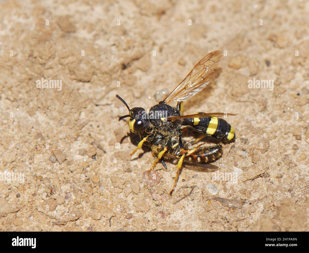 Ornate tailed digger wasp (Cerceris rybyensis) returning to its nest burrow with Common furrow bee (Lasioglossum calceatum) to feed its grubs, Wales. Stock Photo