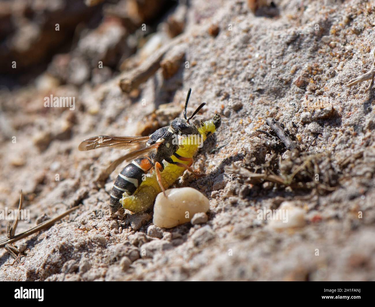 Purbeck mason wasp (Pseudepipona herrichii) female approaching her burrow with a Rusty birch button moth caterpillar (Acleris notana) for her grubs. Stock Photo
