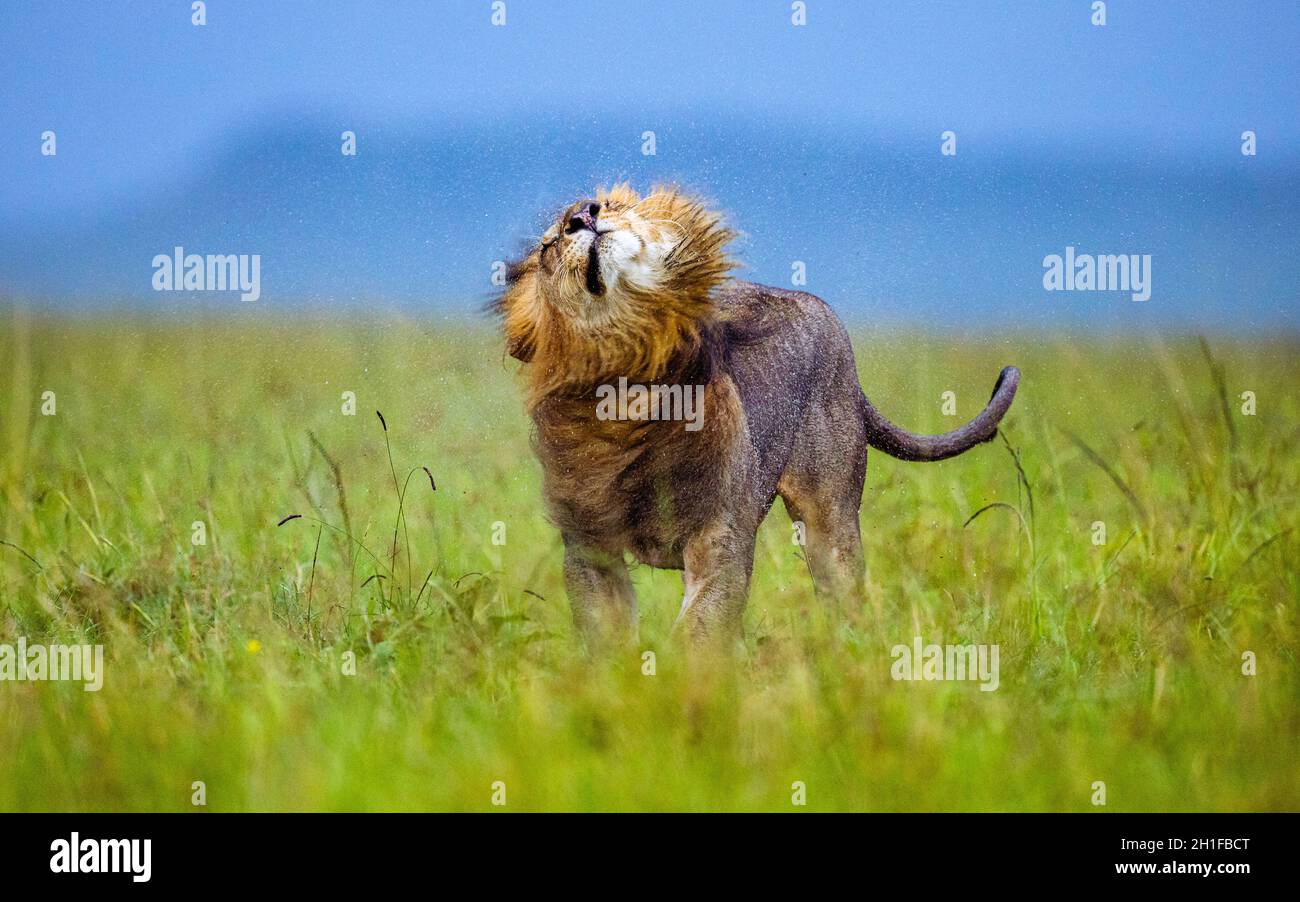 In the shot, the lion is seen scrunching his face and shaking water off his mane. MAASAI MARA NATIONAL RESERVE, KENYA: THIS LAZY lion was snapped taki Stock Photo