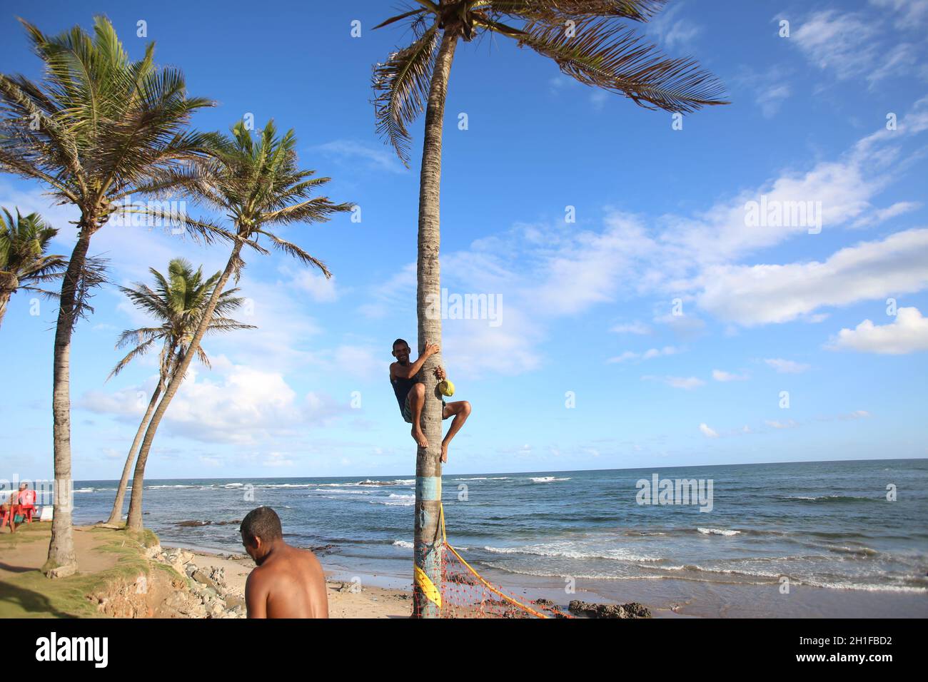 salvador, bahia / brazil - october 10, 2017: Man is seen climbing on coconut tree at Wilson Lins Square in Salvador. *** Local Caption ***      . Stock Photo