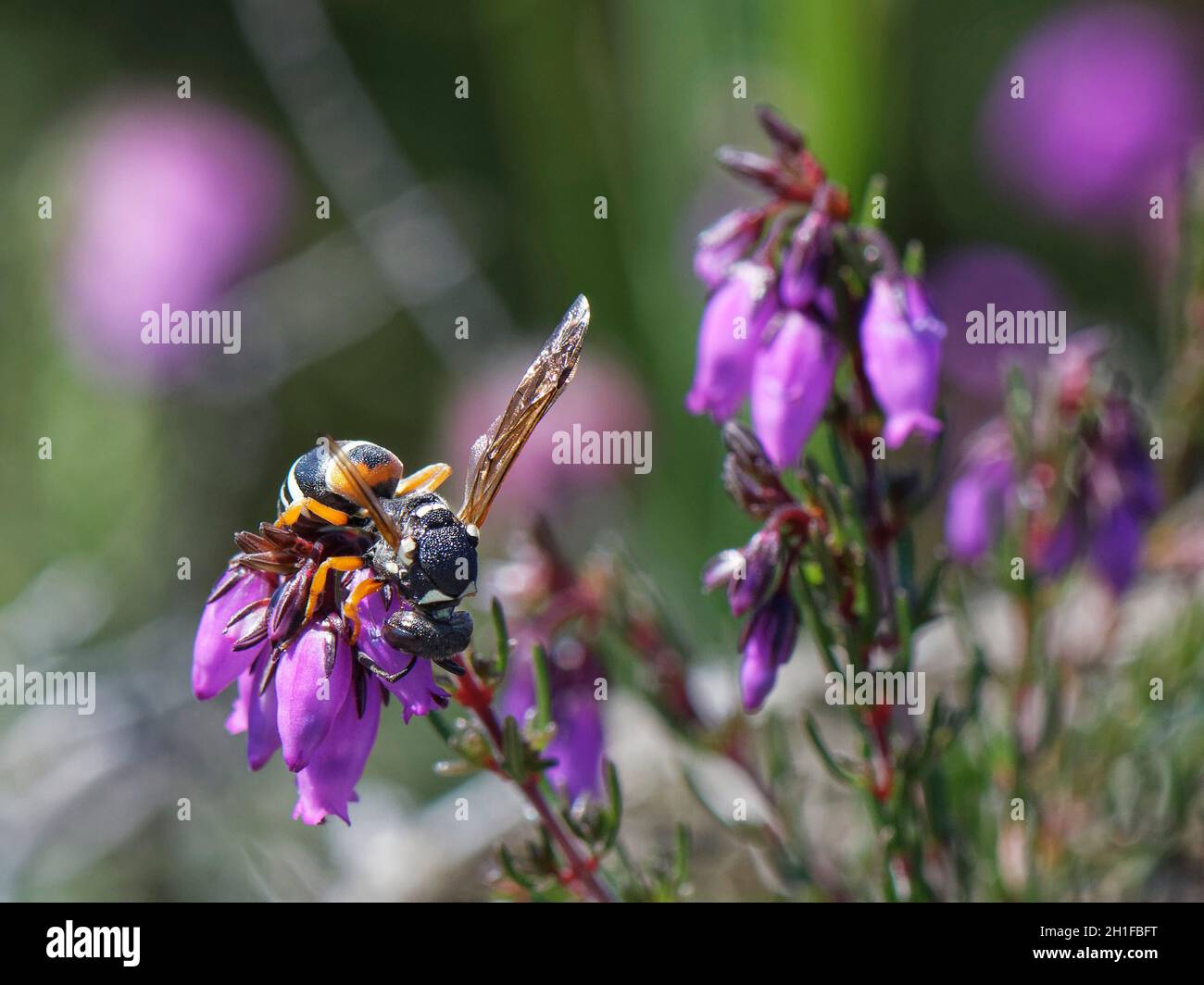 Purbeck mason wasp (Pseudepipona herrichii) cutting open the base of a Bell heather flower (Erica cinerea) to feed on nectar, Dorset heathland, UK Stock Photo