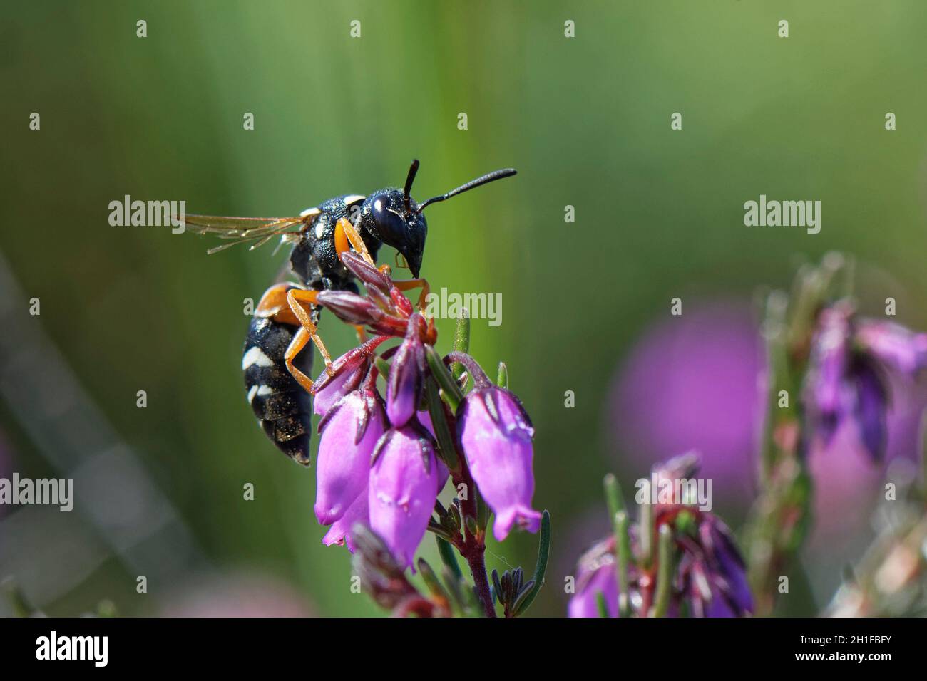 Purbeck mason wasp (Pseudepipona herrichii) taking off after nectaring on a Bell heather flower (Erica cinerea), Dorset heathland, UK Stock Photo