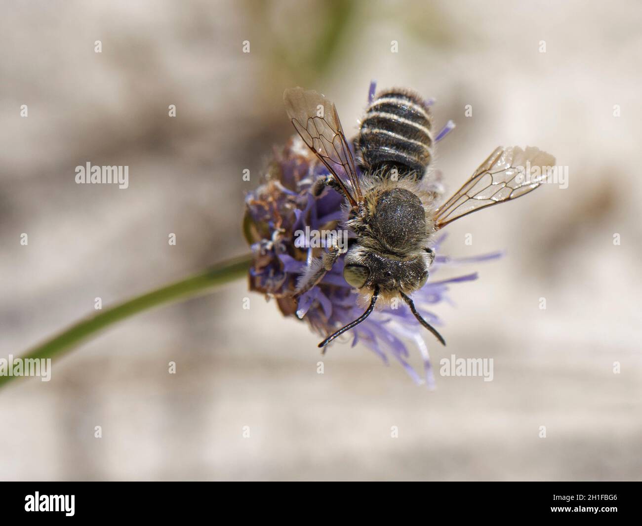 Silvery leafcutter bee (Megachile leachella) female gathering pollen from a Sheep’s-bit scabious flower (Jasione montana) in coastal Sand dunes, UK. Stock Photo