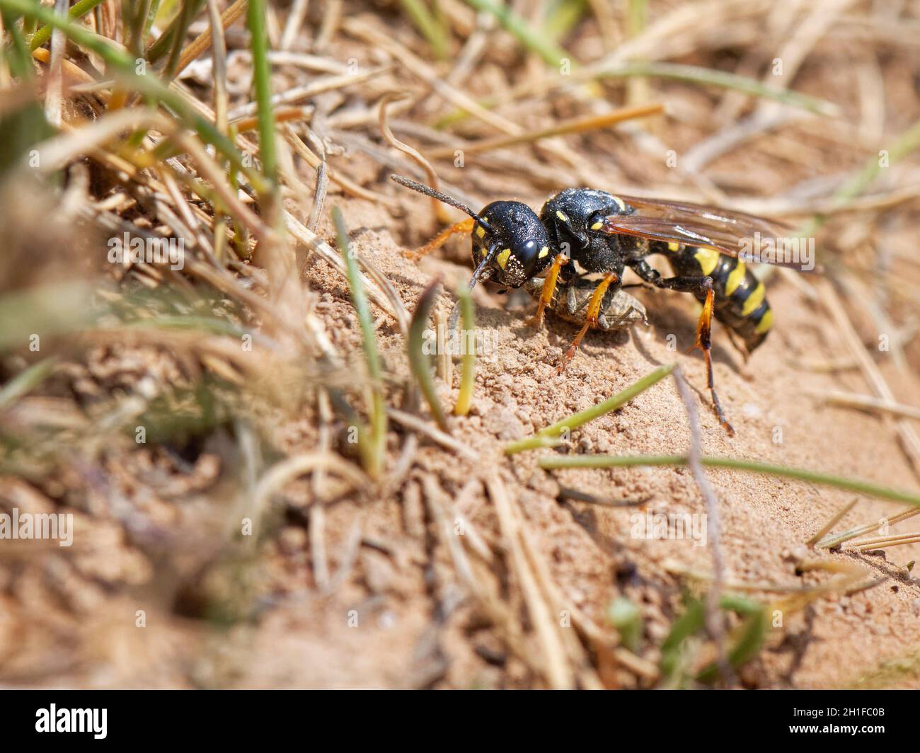 Sand tailed digger wasp (Cerceris arenaria) approaching its nest burrow with a weevil (Circulionidae) it has paralysed to provide food for its young. Stock Photo
