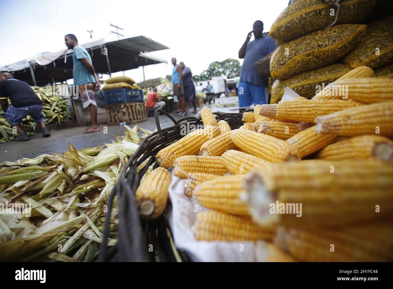 salvador, bahia / brazil - june 17, 2019: green corn for sale at the Feira de Sao Joaquim in the city of Salvador. *** Local Caption *** Stock Photo