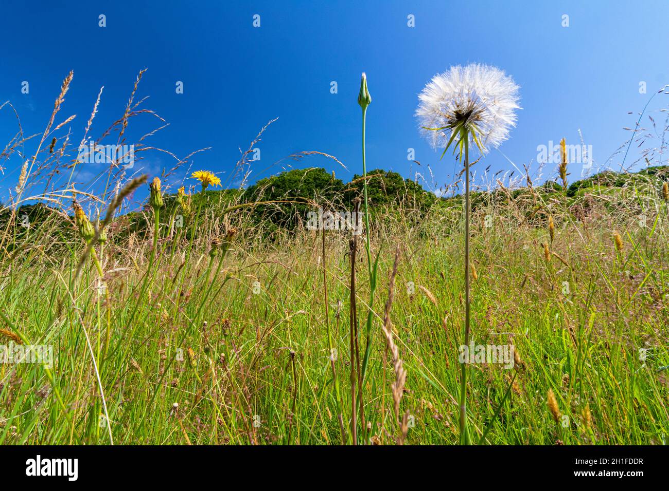 Low Angle View of A Devon Flower Meadow in Early Summer. Most Bright Coloured Meadow Flowers