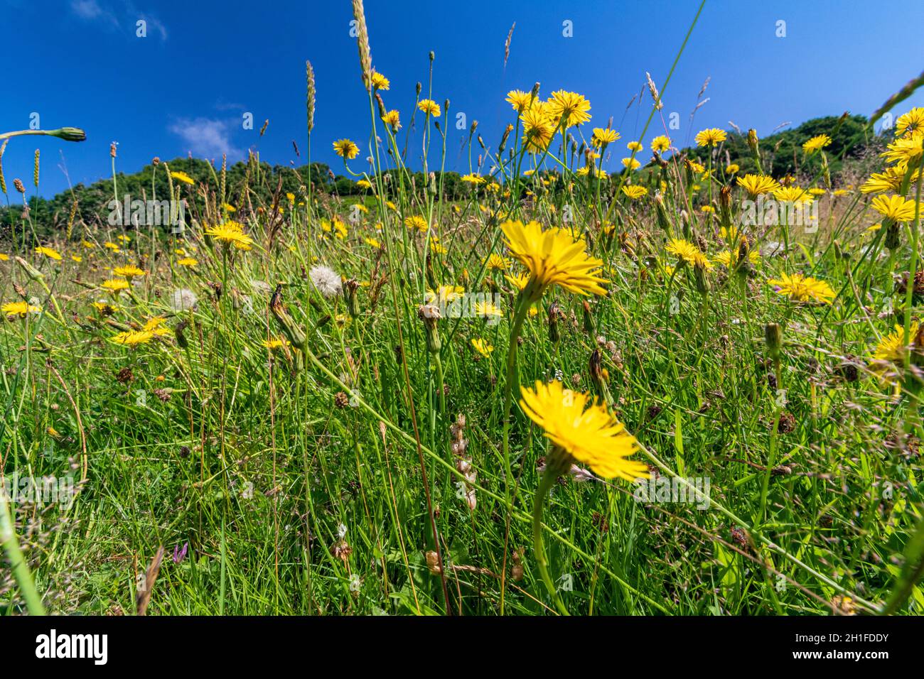 Low Angle View of A Devon Flower Meadow in Early Summer With Corn Marigolds. Most Bright