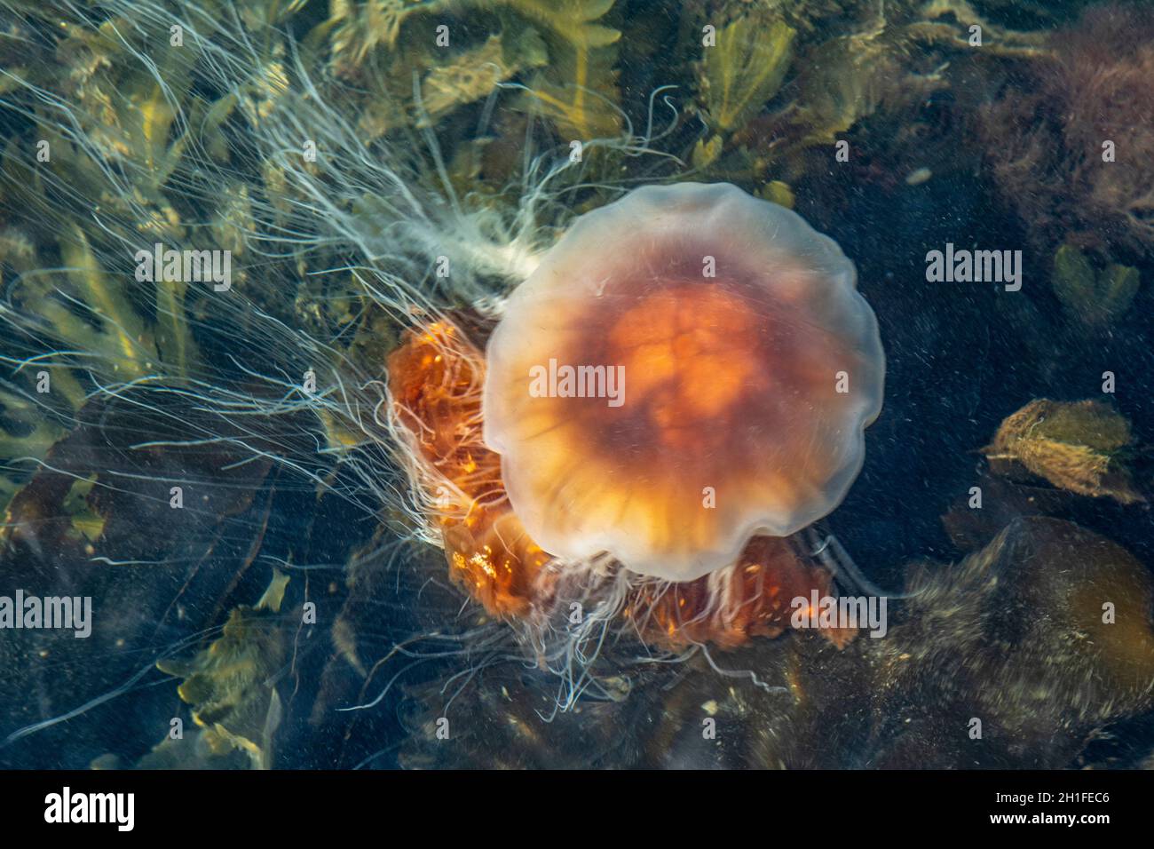 A lion's mane jellyfish (Cyanea capillata), one of the largest known species of jellyfish, swims in Kongebro Havn harbor. Middelfart, Funen, Denmark, Stock Photo