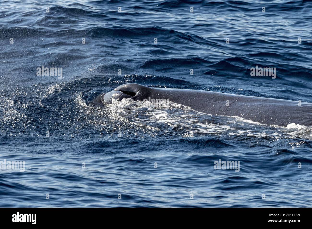 Humpback whale blow hole hi-res stock photography and images - Alamy