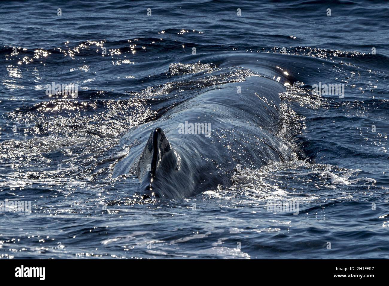 Humpback whale vector hi-res stock photography and images - Alamy