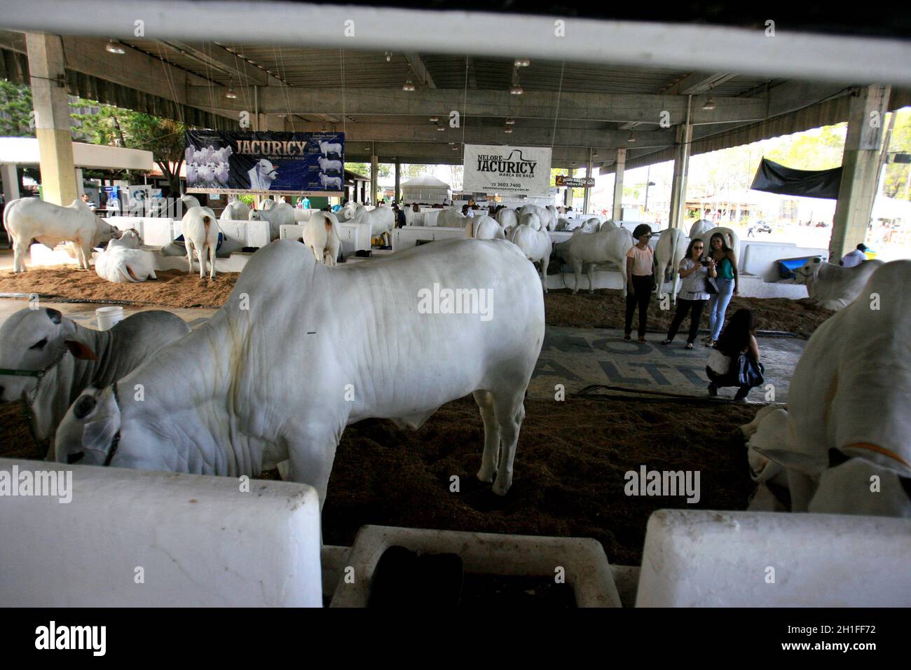 Comitiva de gado, peão de boiadeiro, boi, Cortege of Cattle, Peasant of  Cowboy, Ox, Bos taurus, Miranda, Mato Grosso do Sul, Brazil Stock Photo -  Alamy