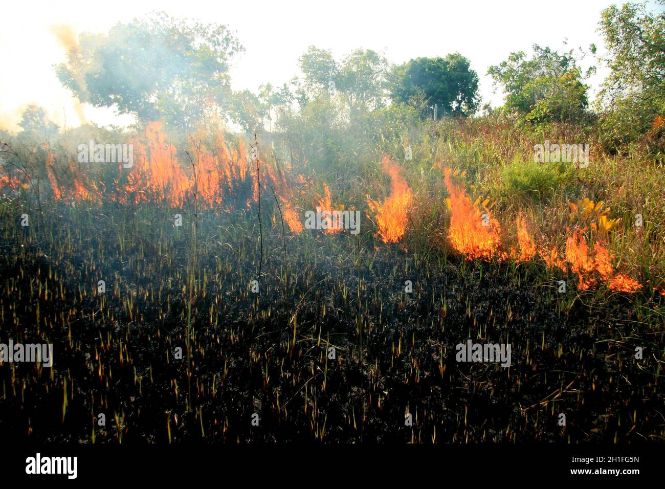 santa cruz cabralia - november 10, 2008: Fire destroys vegetation in environmental protection area is seen in Santo Andre district. *** Local Caption Stock Photo
