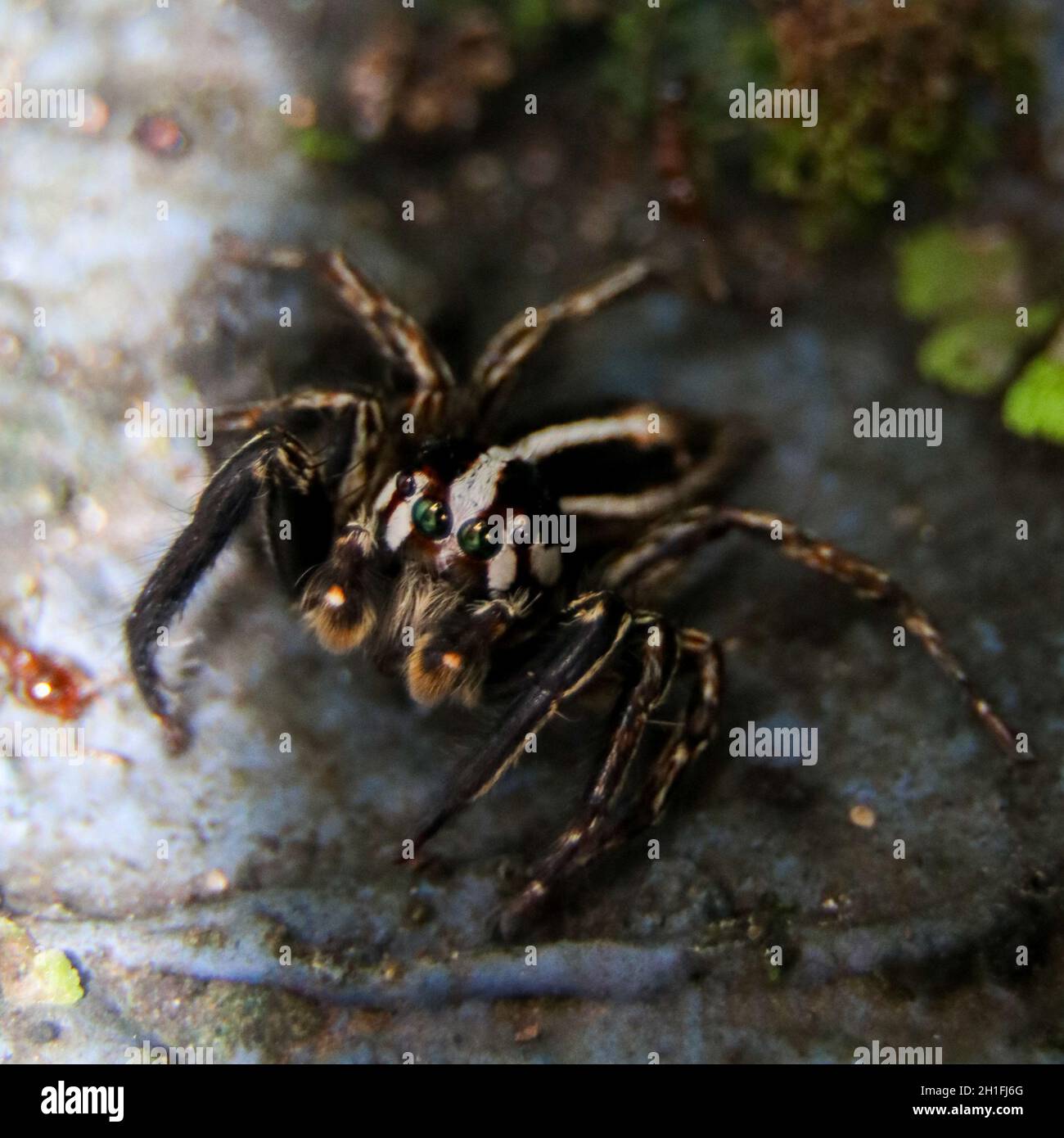 Vertical shot of a tarantula spider on a rock Stock Photo