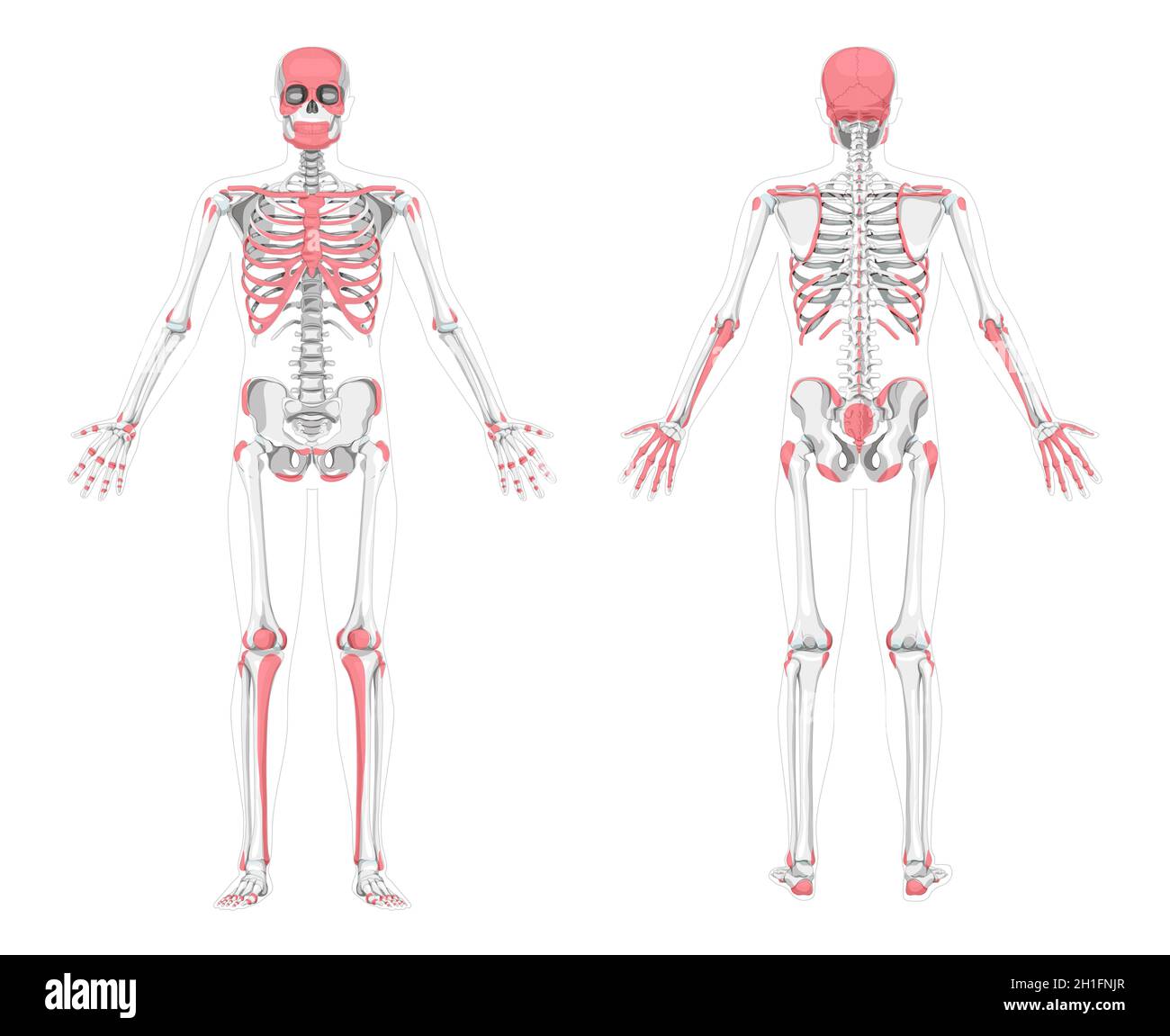 Human Palpable bones zones skeleton. Anterior posterior front back view. Vector illustration flat grey scale, red colour isolated board of anatomy diagnosing a disease, illness, physical examination Stock Vector