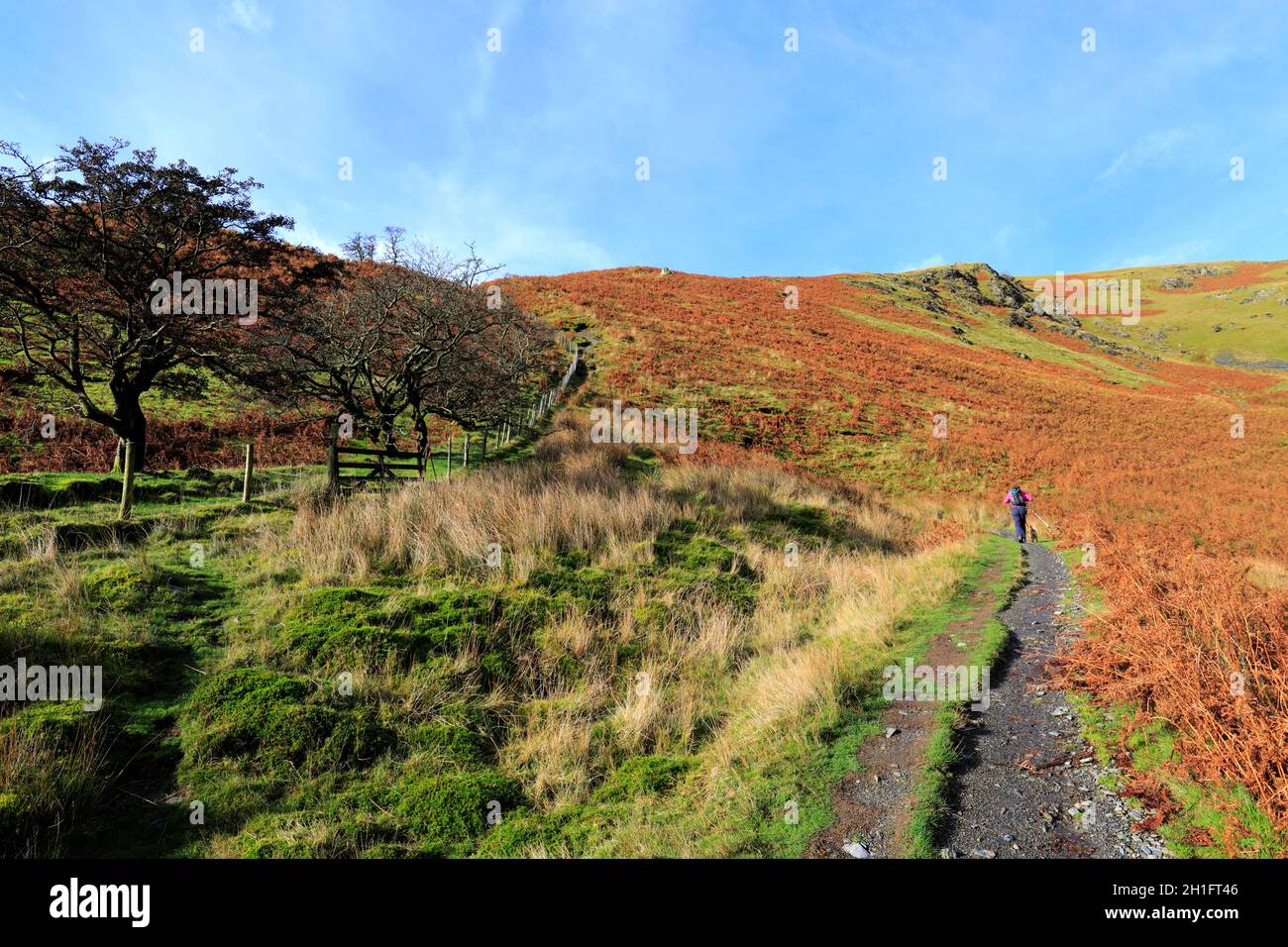 Walker on Scales Fell, Scales village, Lake District National Park
