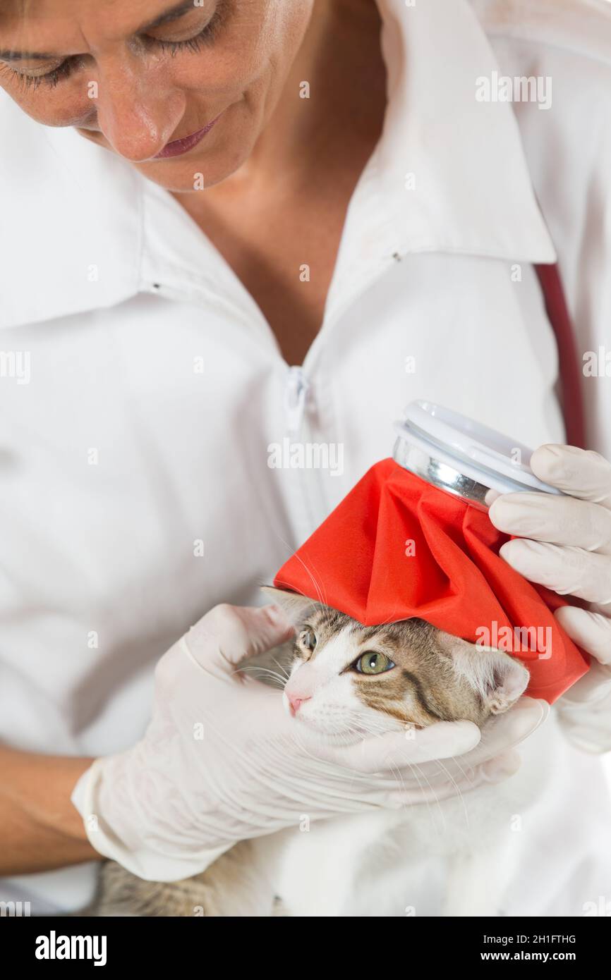 Veterinary fever down to a kitten with a water bag Stock Photo Alamy