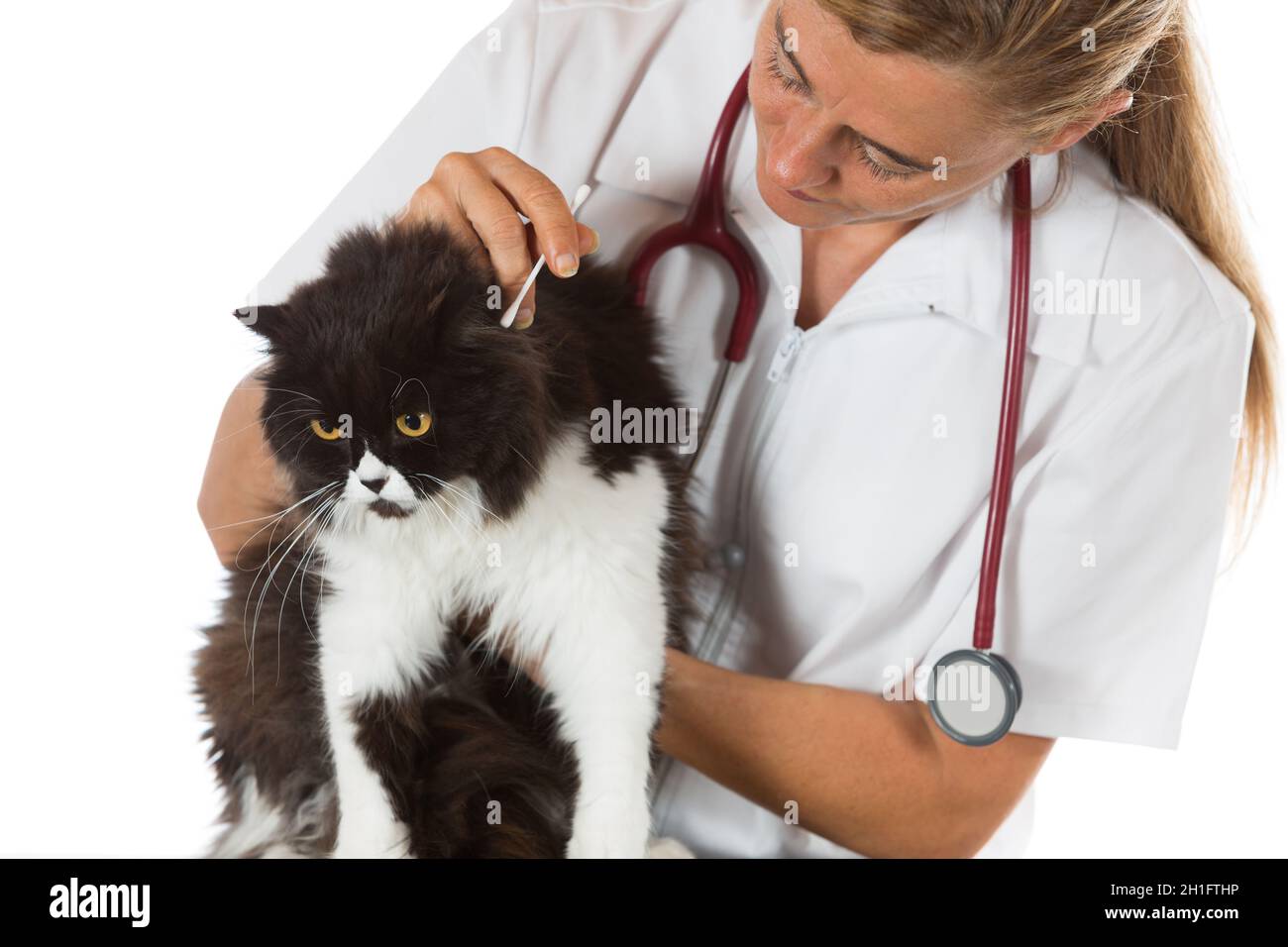 Veterinary conducting an ear cleaning a cat in clinic Stock Photo Alamy