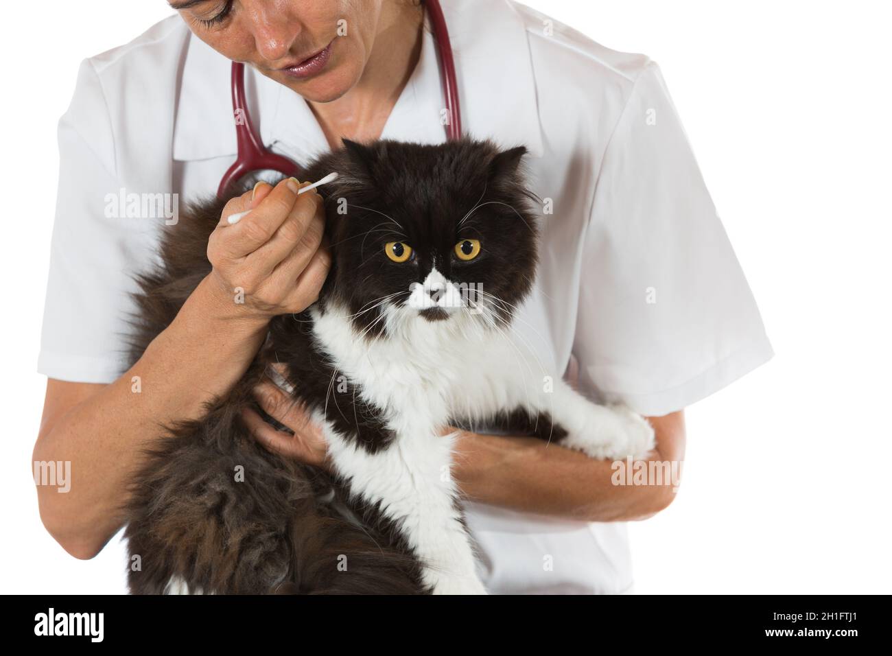 View of Cat ear cleaning hi-res stock photography and images - Alamy