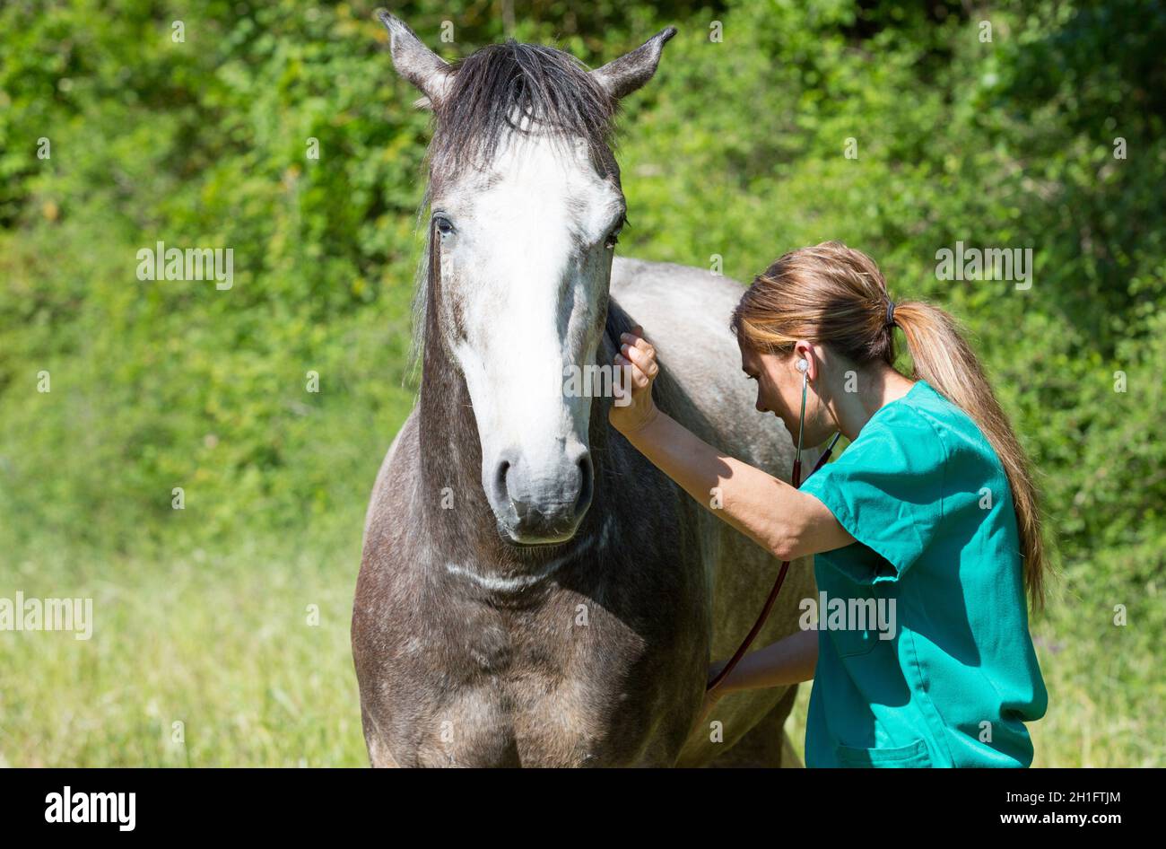 Veterinary great performing a scan to a young mare Stock Photo Alamy