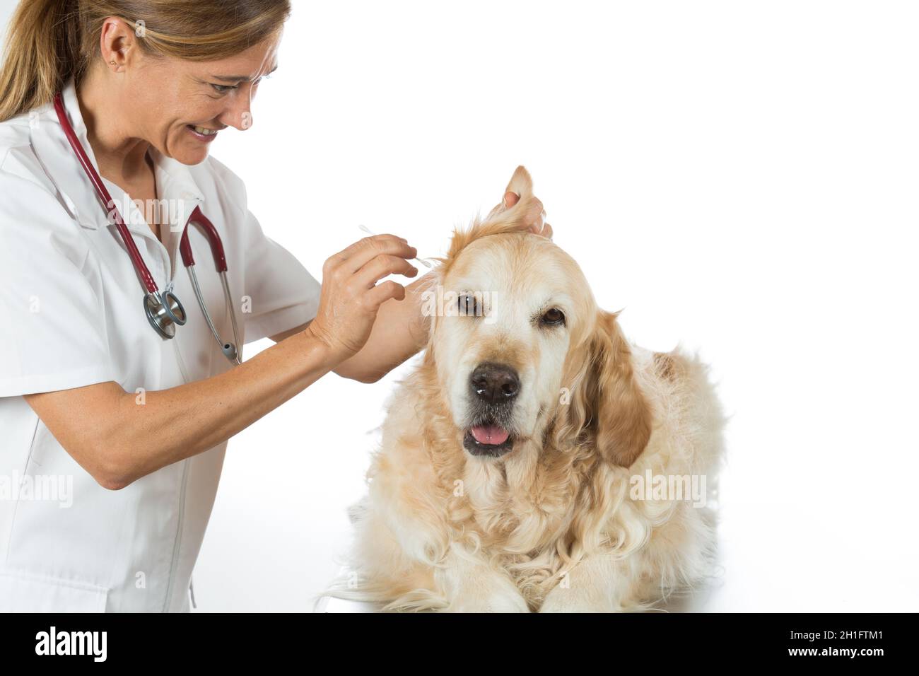 Veterinarian performing a cleaning ears of a Golden Retriever in the