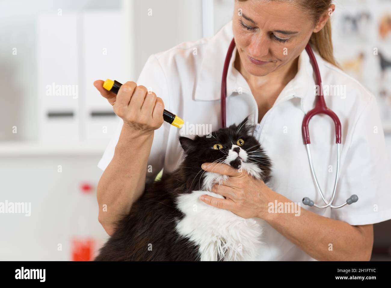 Veterinary inspecting the eyes of a cat in clinic Stock Photo Alamy