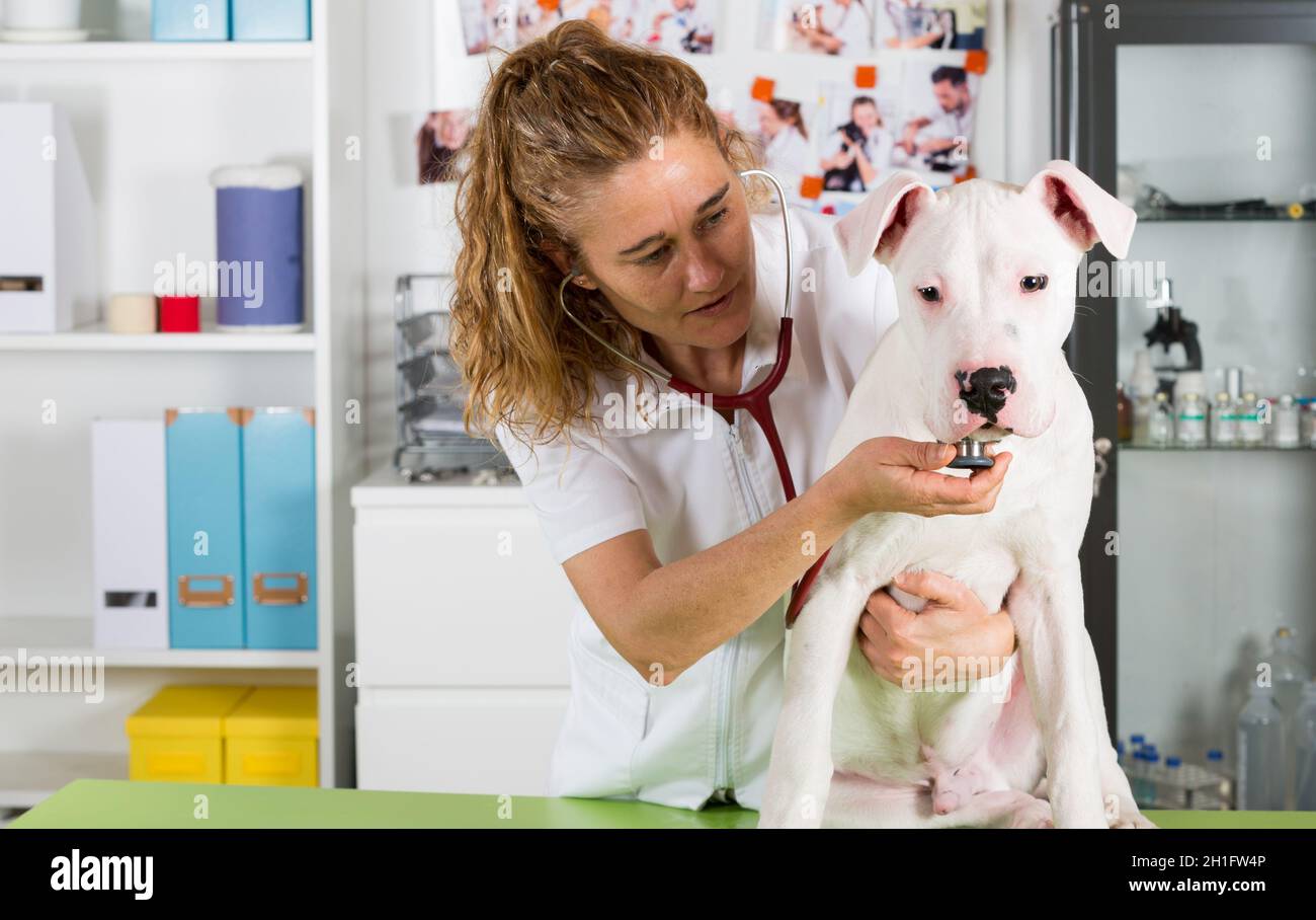 Veterinary by listening to a Dogo Argentino dog in his clinic Stock Photo