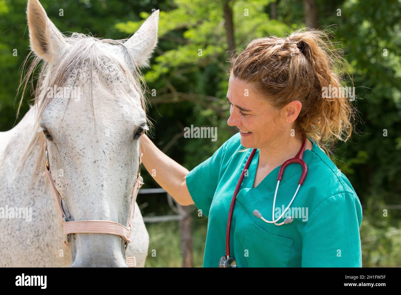 Veterinary great performing a scan to a young mare Stock Photo Alamy