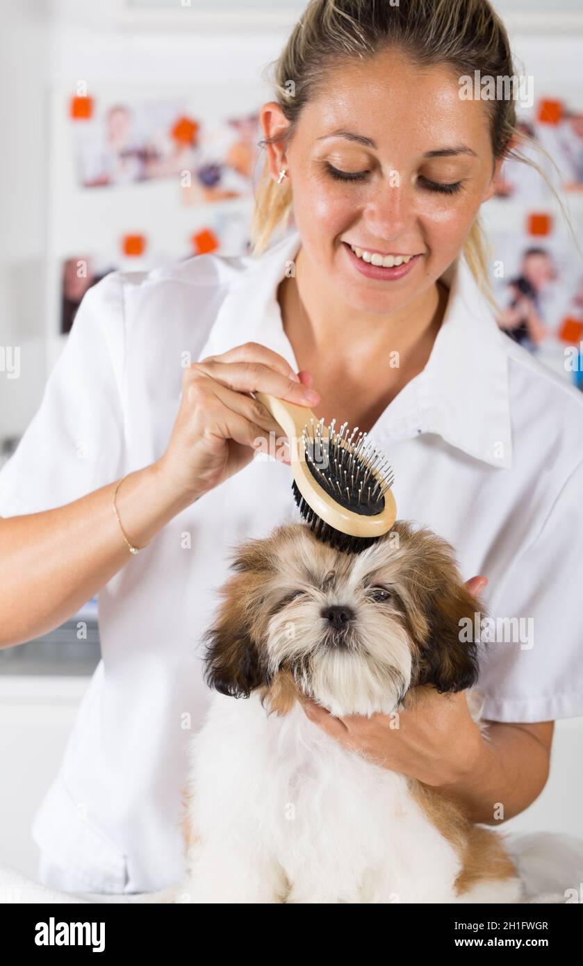 Veterinarian drying your dog Shih Tzu after a bath Stock Photo Alamy