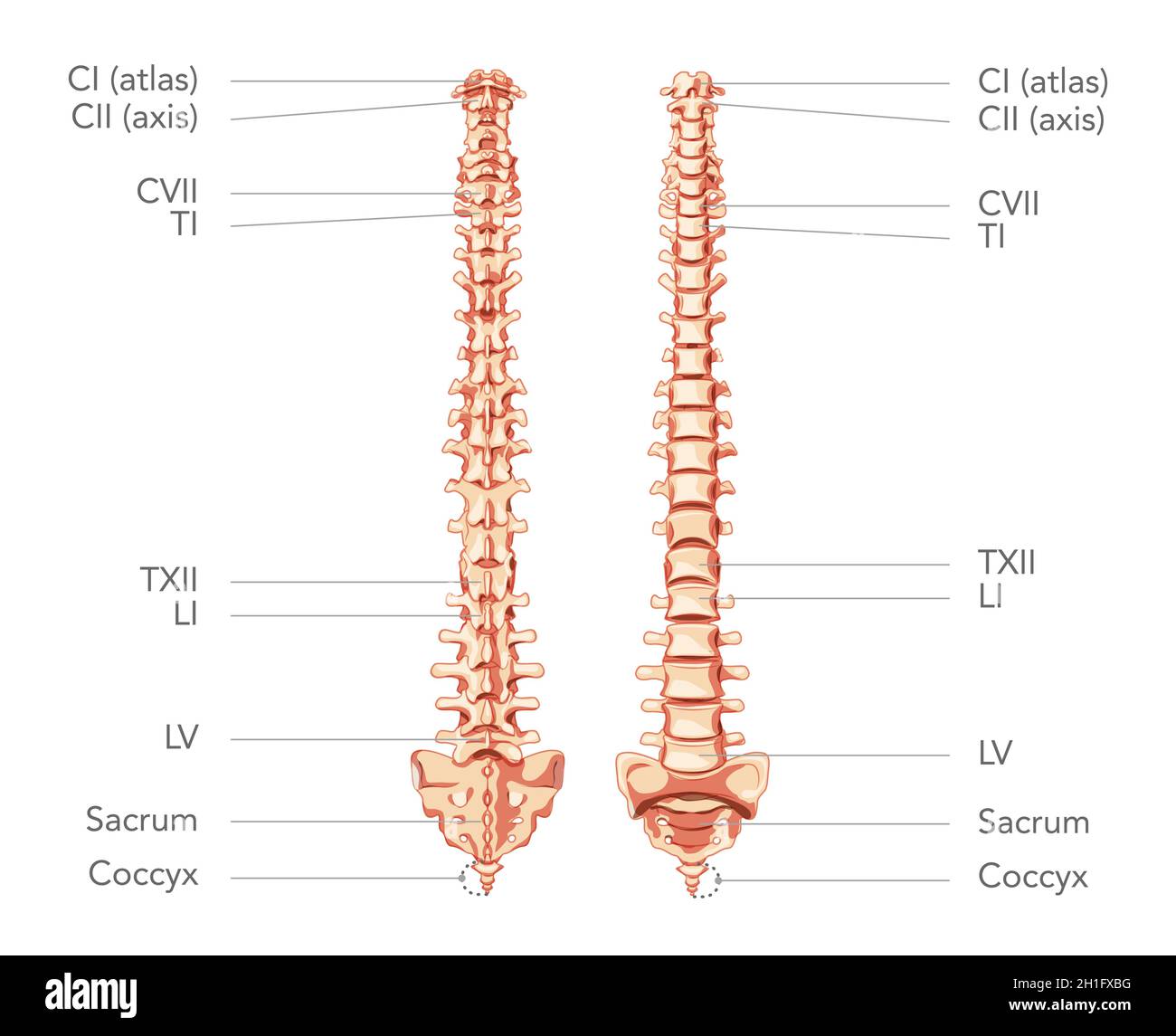 Human vertebral column in anterior posterior view, with spine parts labeled. Vector flat realistic concept illustration isolated on white background diagram for medical, educational or banner use Stock Vector