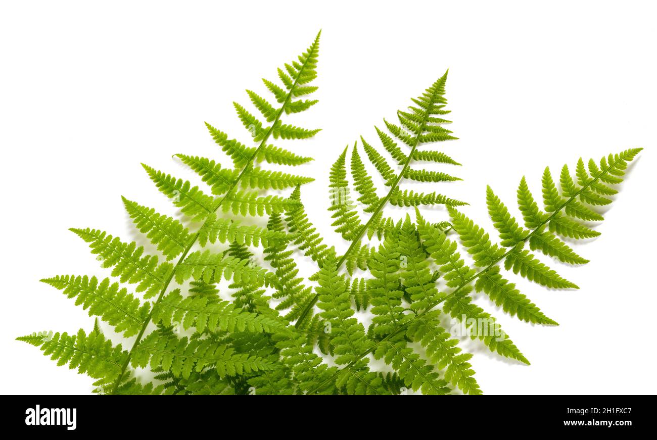 Green fern plants isolated on white background Stock Photo