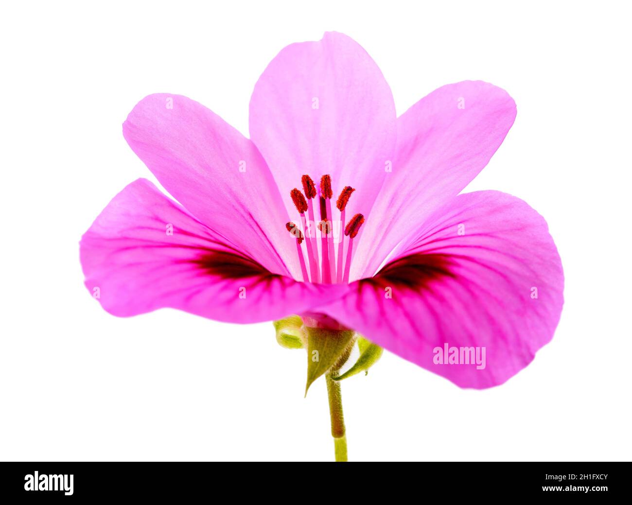 Geranium flower  isolated on white background Stock Photo