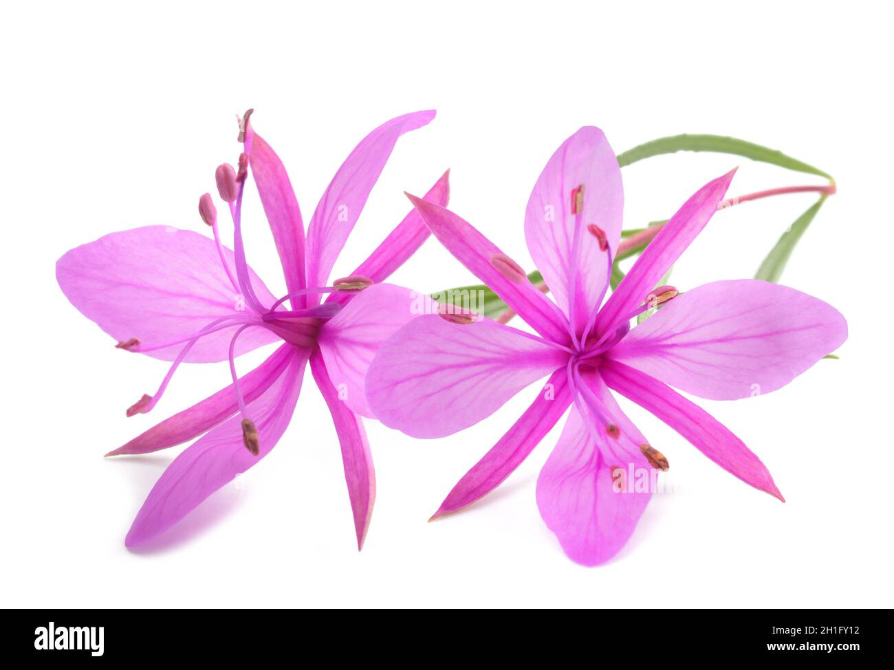 Pink Alpine willowherb flowers isolated on white Stock Photo