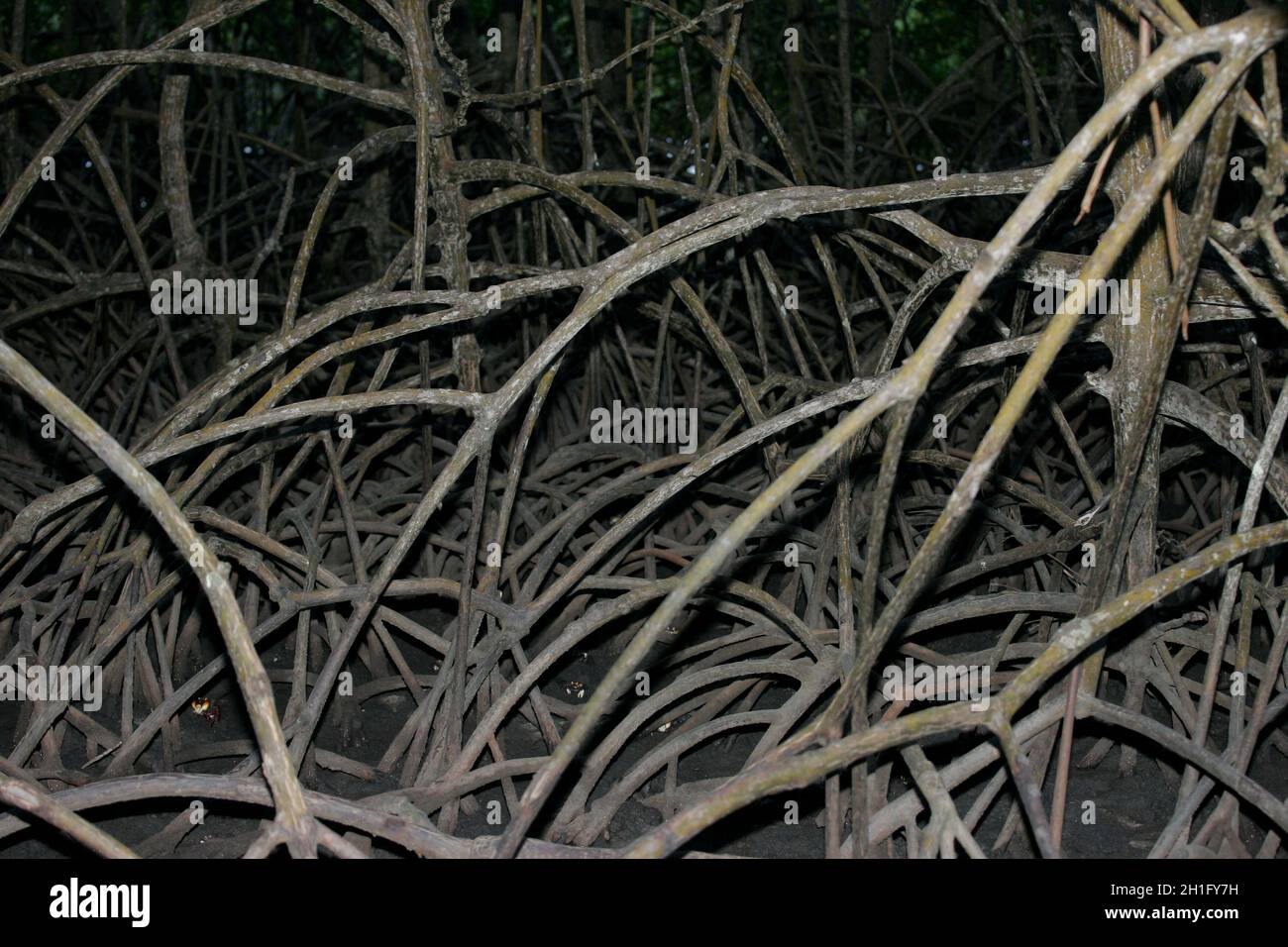 conde, bahia / brazil - march 28, 2013: mangrove roots are seen at the mouth of the Itapucuru River in the district of Siribinha, municipality of Cond Stock Photo