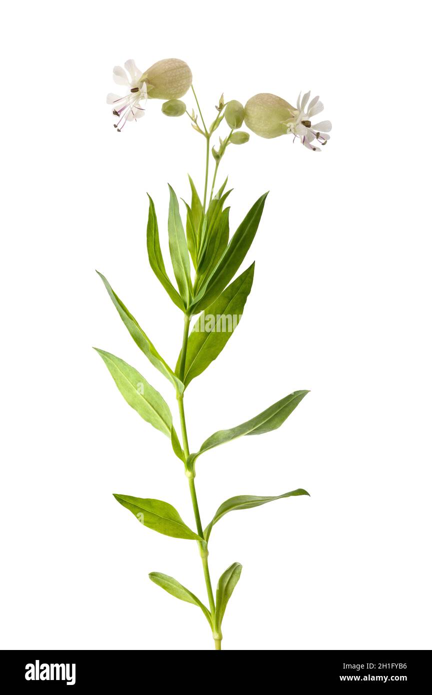 bladder campion plant with flowers (Silene vulgaris) isolated on white Stock Photo