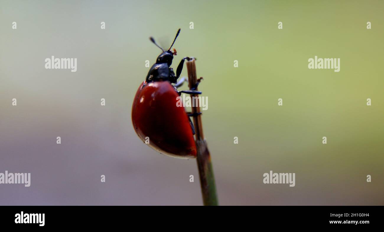 salvador, bahia / brazil - june 16, 2020: coleopteran insects of the family Coccinellidaee, popularly known as Joaninha is seen in a garden in the cit Stock Photo