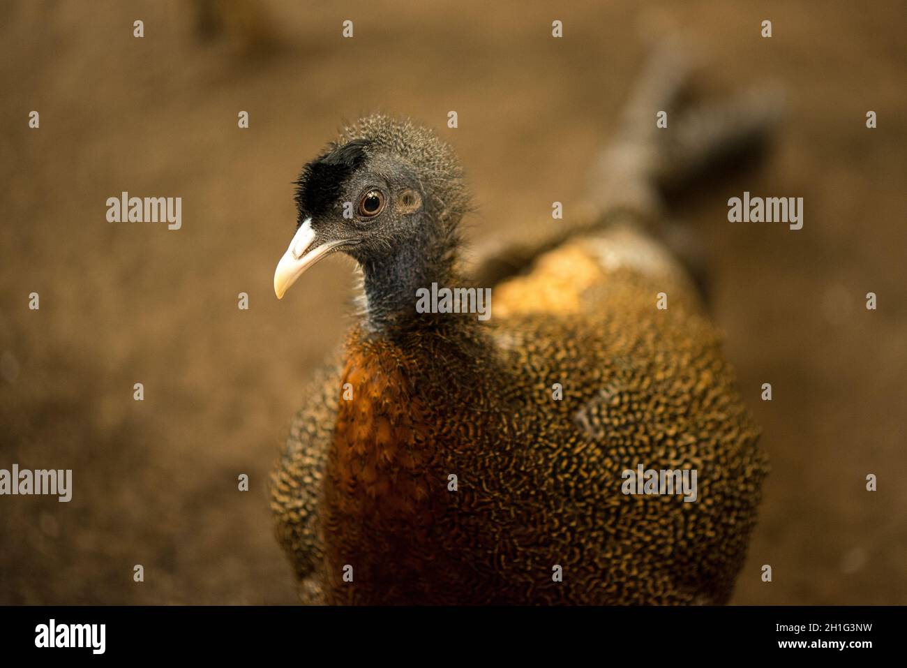 bush fowl pet speckled hen Numididae Stock Photo Alamy